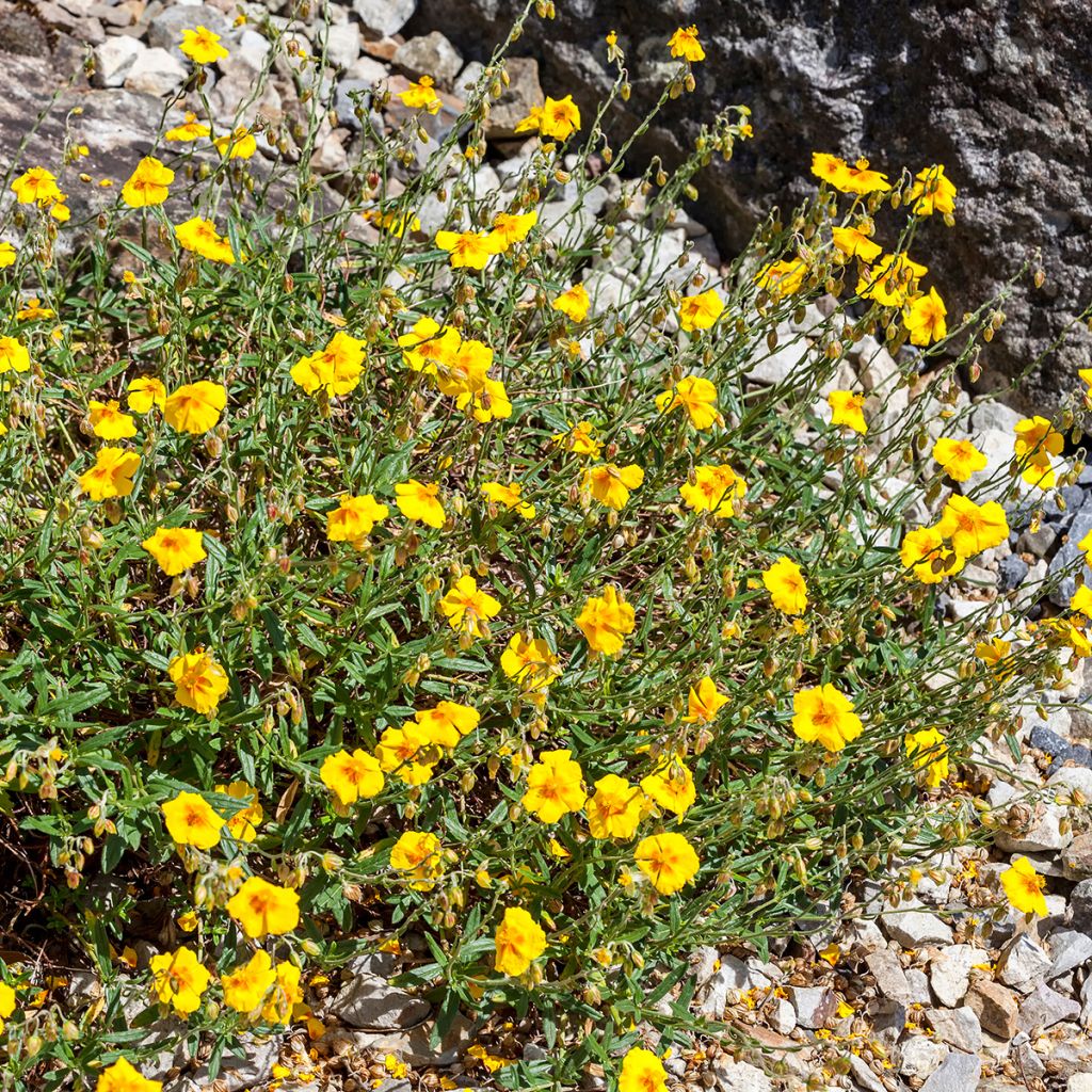 Helianthemum Ben Fhada - Hélianthème jaune vif à cœur orange