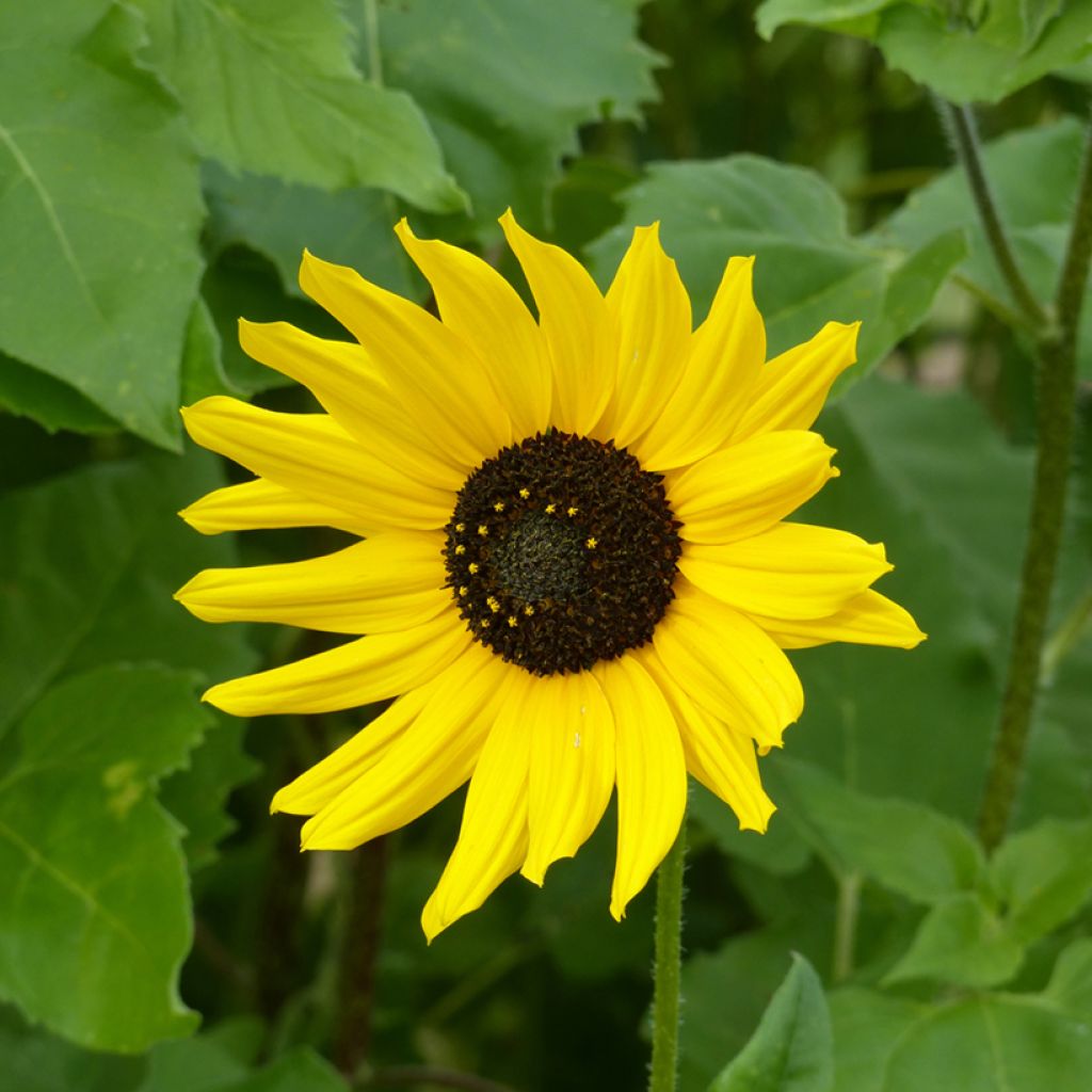 Graines de Tournesol Stella - Helianthus cucumerifolius
