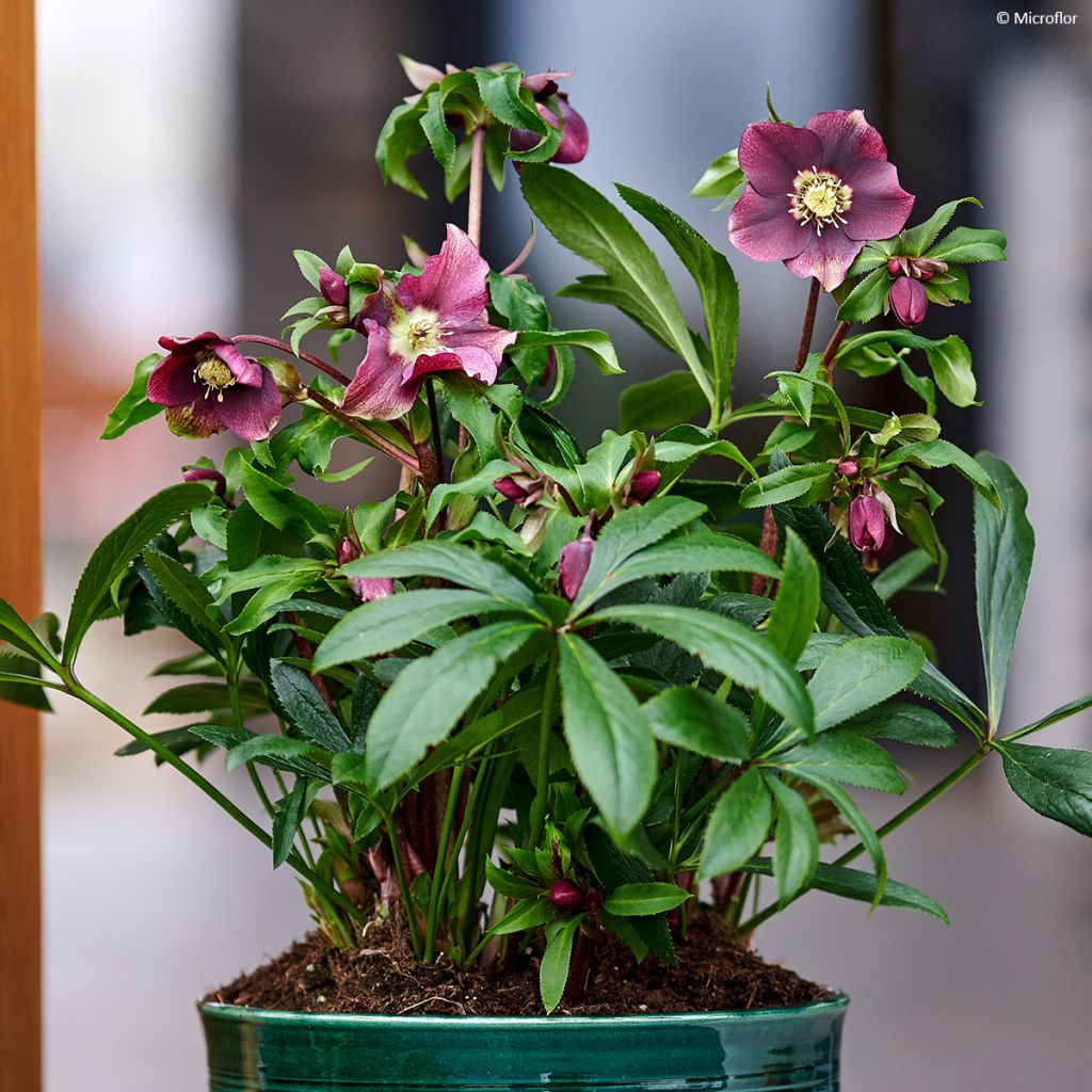 Hellébore ViV® Liliana - Helleborus orientalis