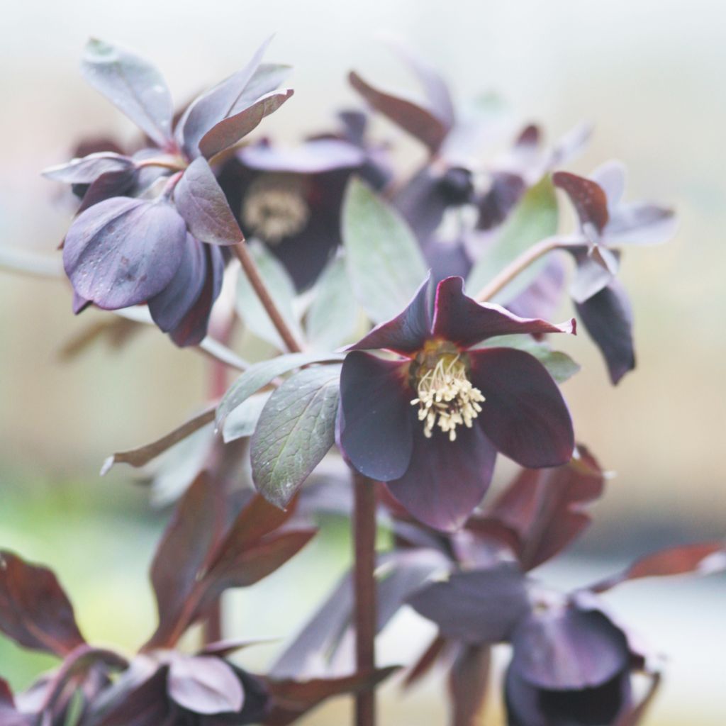 Hellebore d'orient Black Chocolate