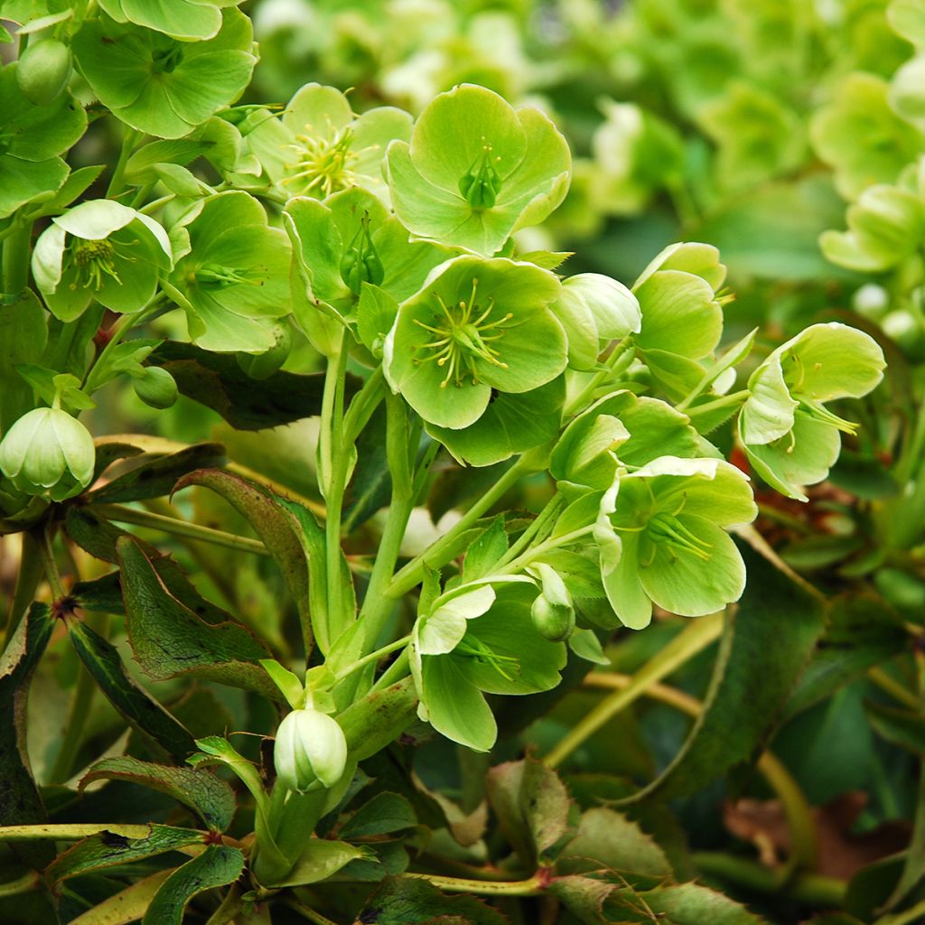 Hellébore de Corse - Helleborus argutifolius 