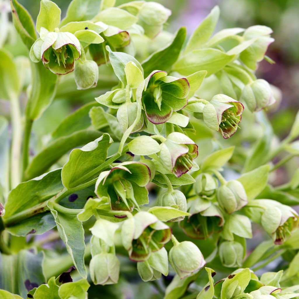 Hellébore foetidus - Hellébore fétide