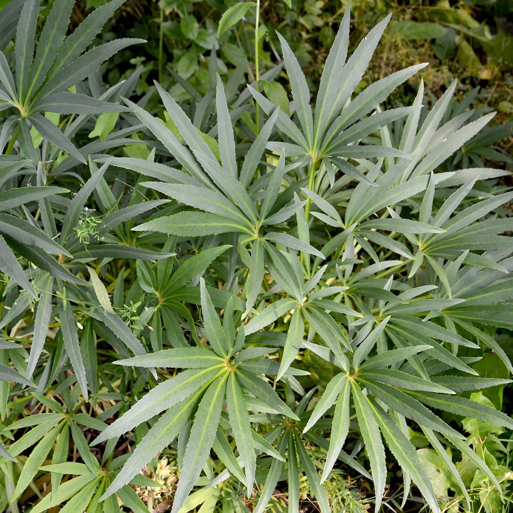 Hellébore foetidus - Hellébore fétide