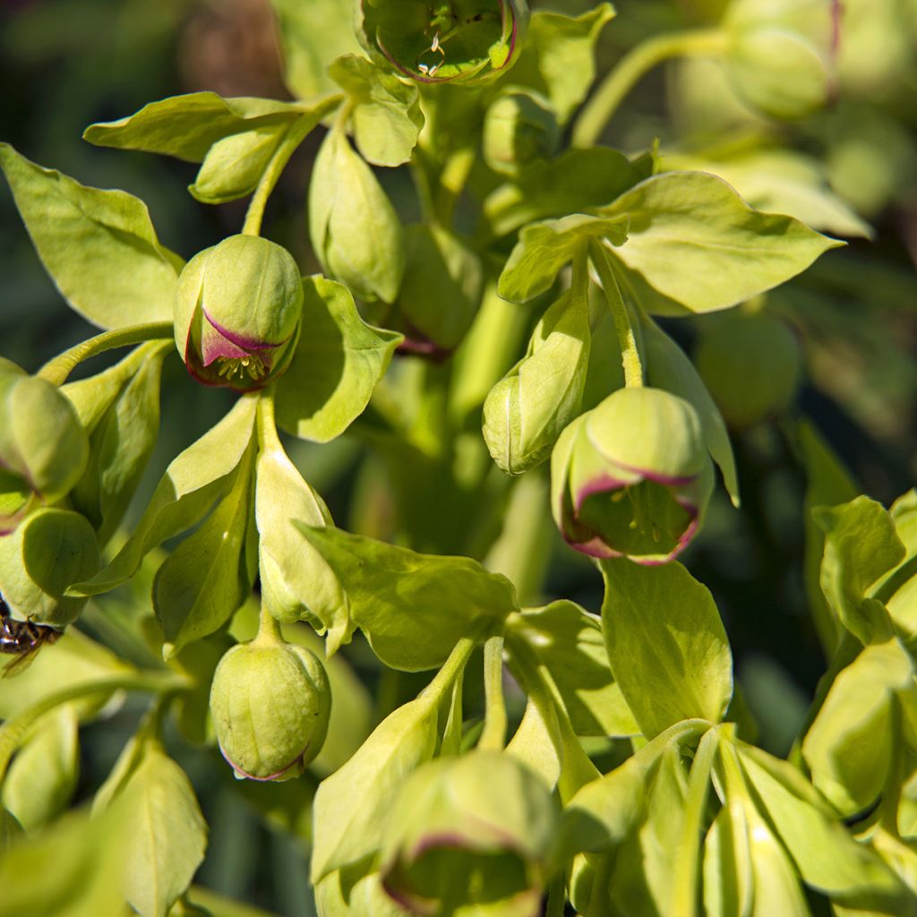 Hellébore foetidus - Hellébore fétide