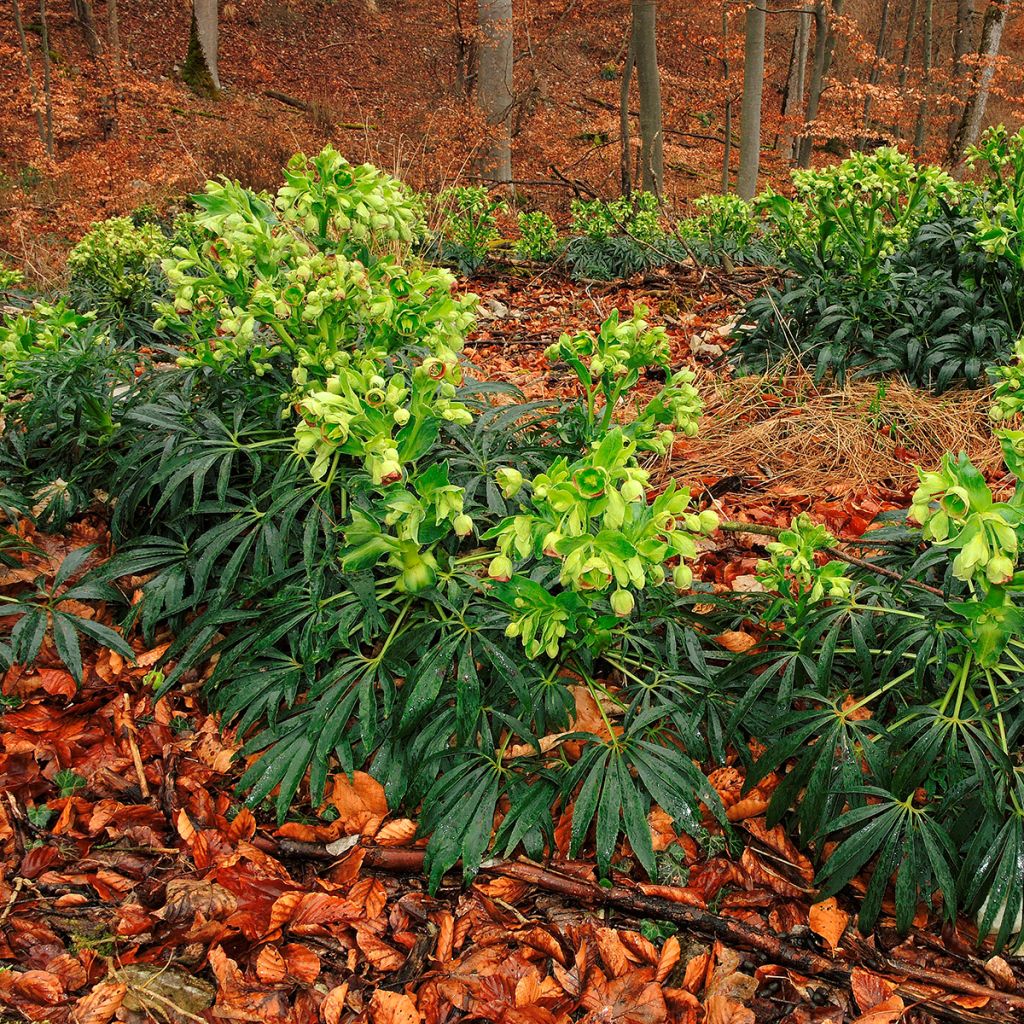 Hellébore foetidus - Hellébore fétide