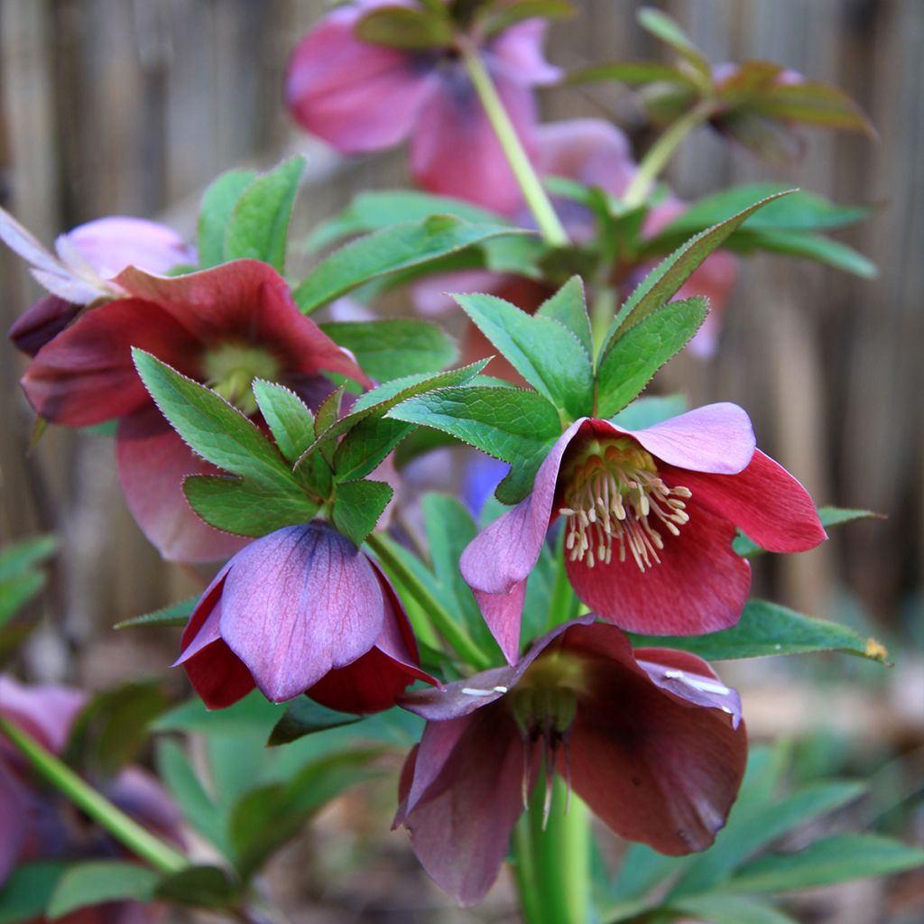 Hellébore hybridus Metallic Blue