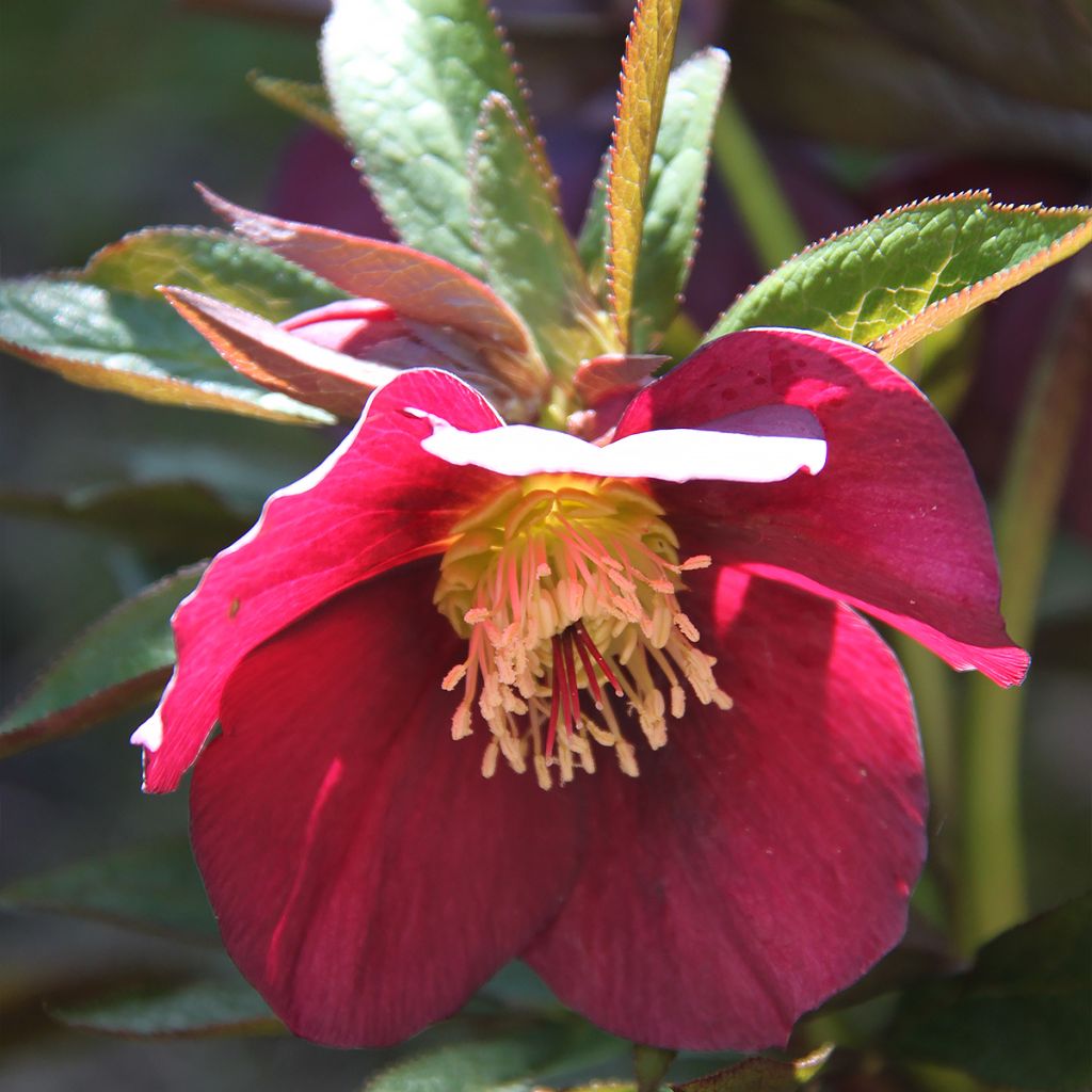 Hellébore hybridus Metallic Blue