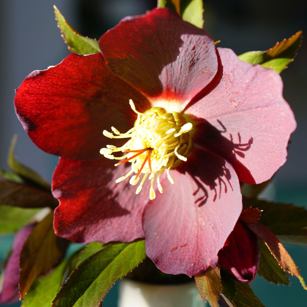 Hellébore hybridus Red Hybrids