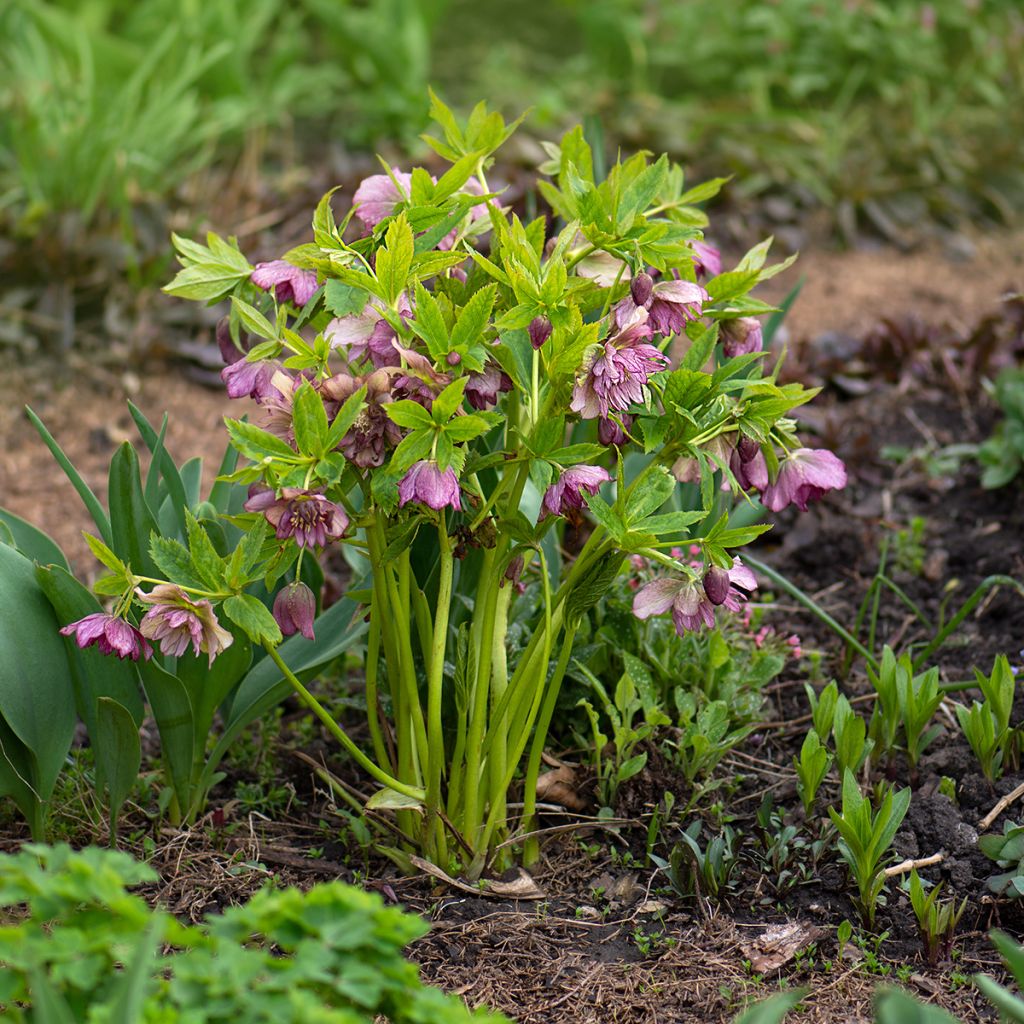 Hellébore torquatus Party Dress Hybriden