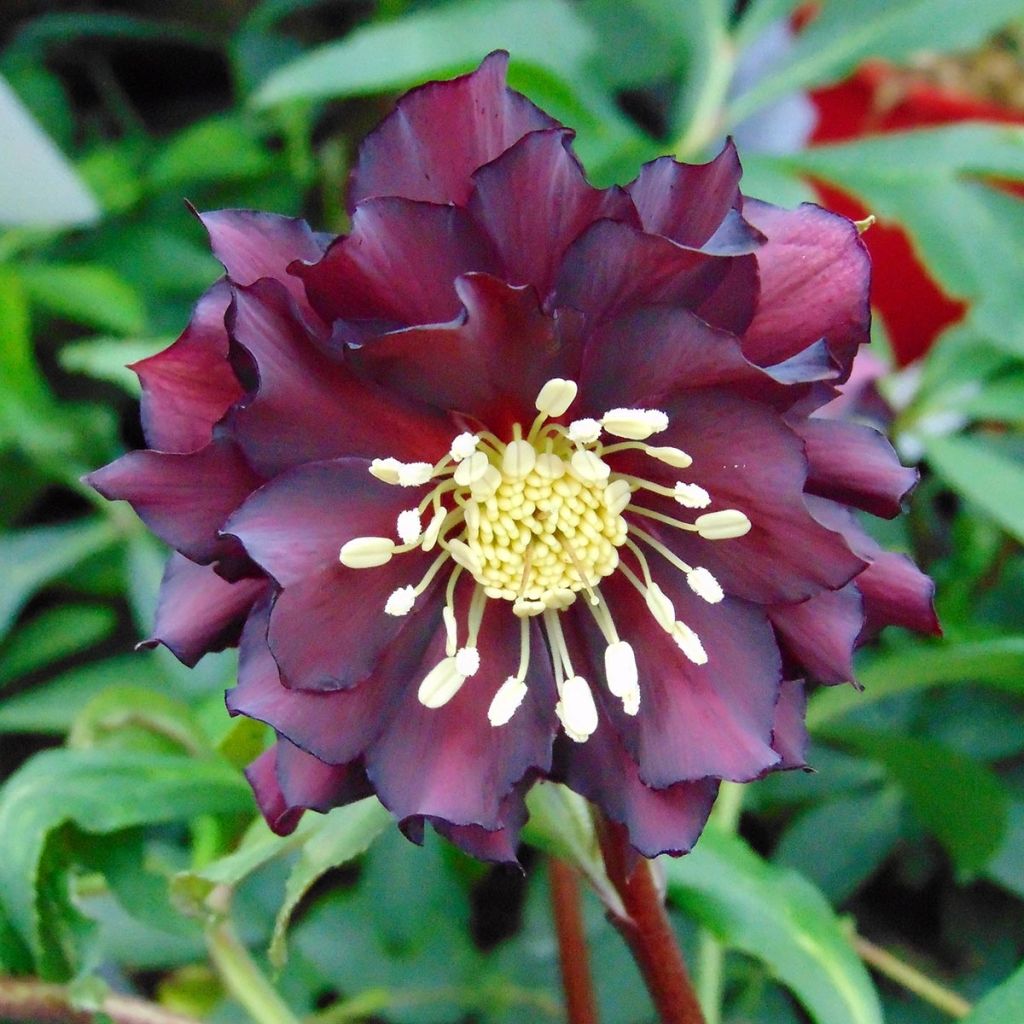 Hellebore Luisa - Helleborus orientalis 