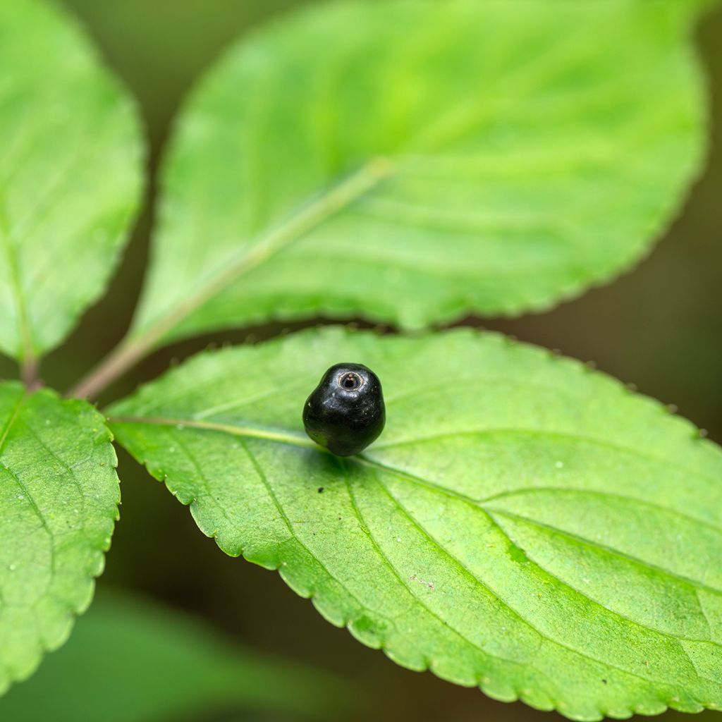 Helwingia japonica femelle