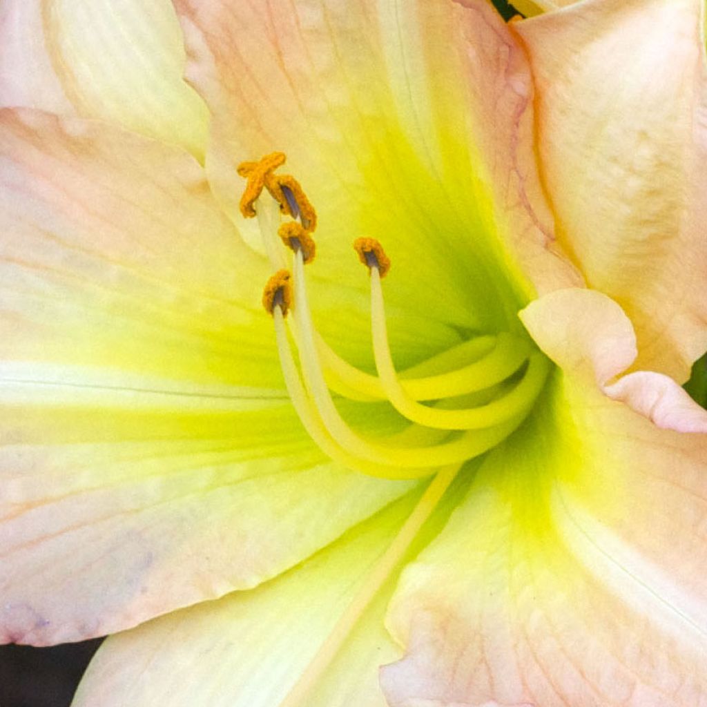 Hémérocalle Amy Stewart - Lis d'un Jour