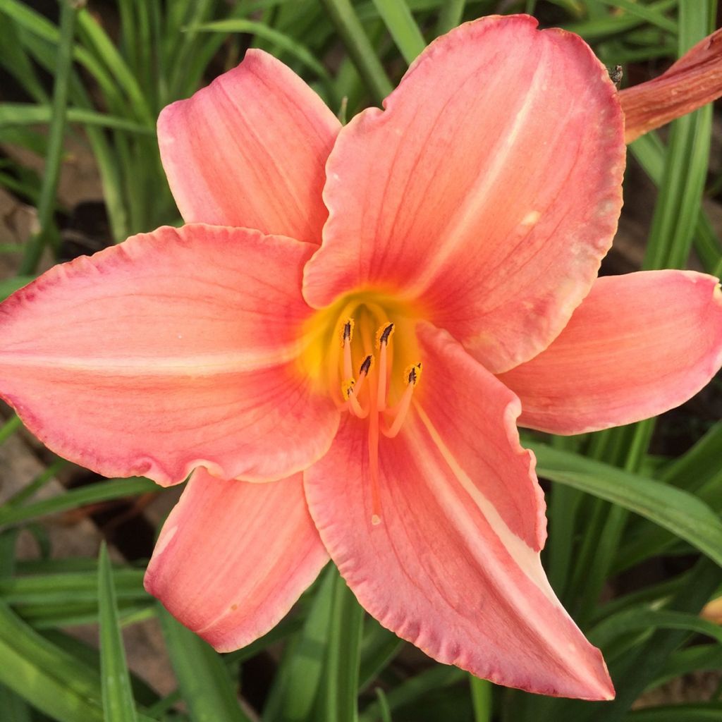 Hémérocalle Botticeli - Lis d'un Jour