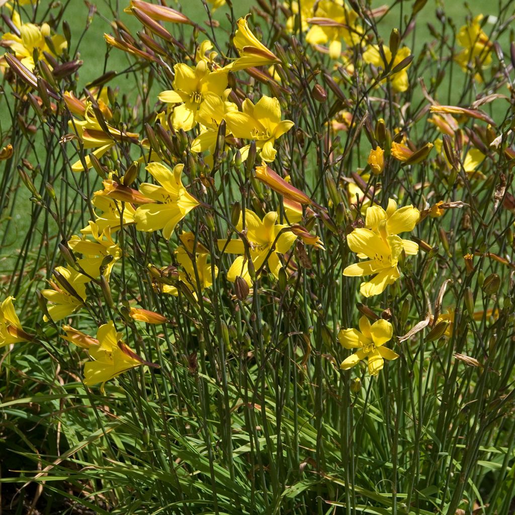 Hémérocalle Corky - Lis d'un jour