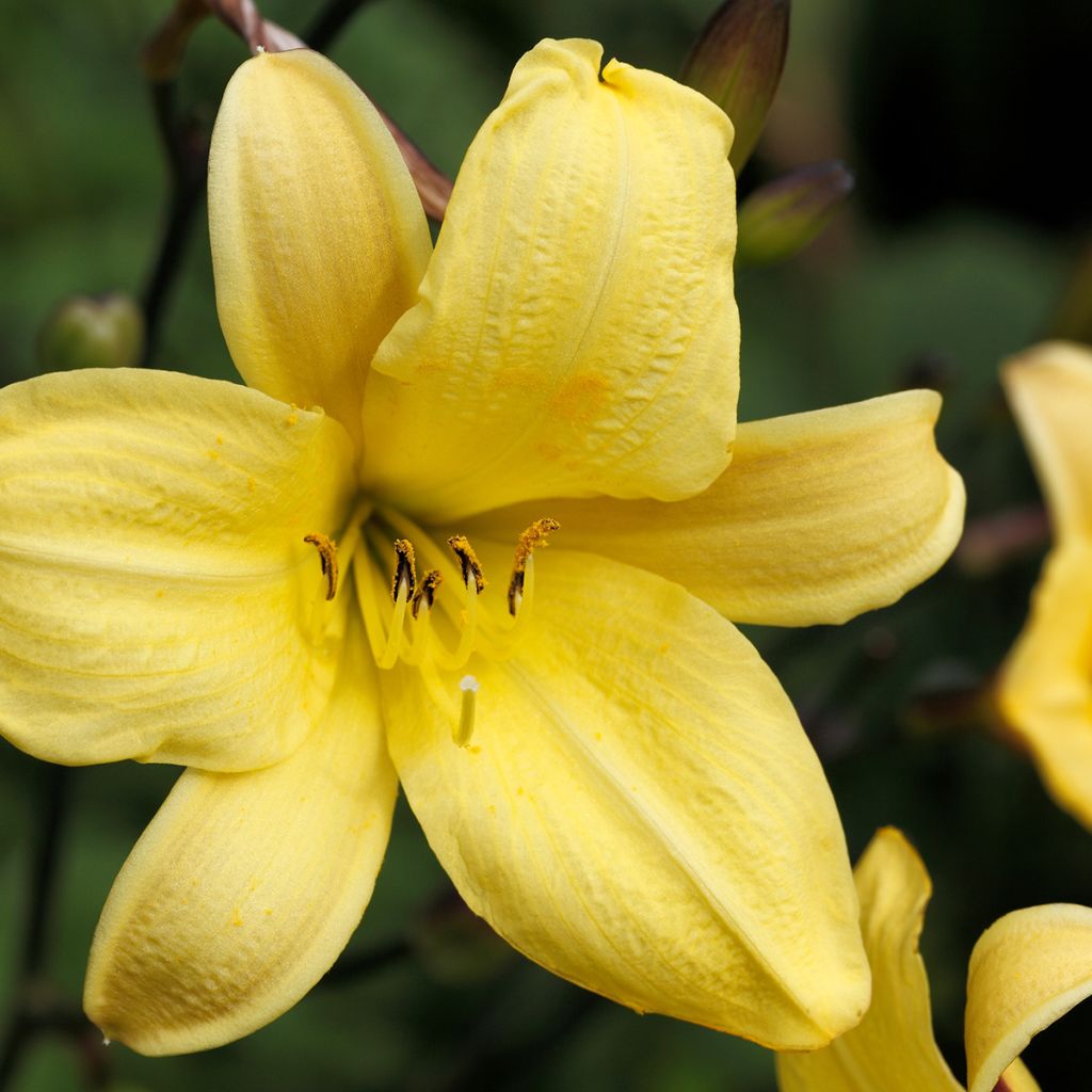 Hémérocalle Corky - Lis d'un jour