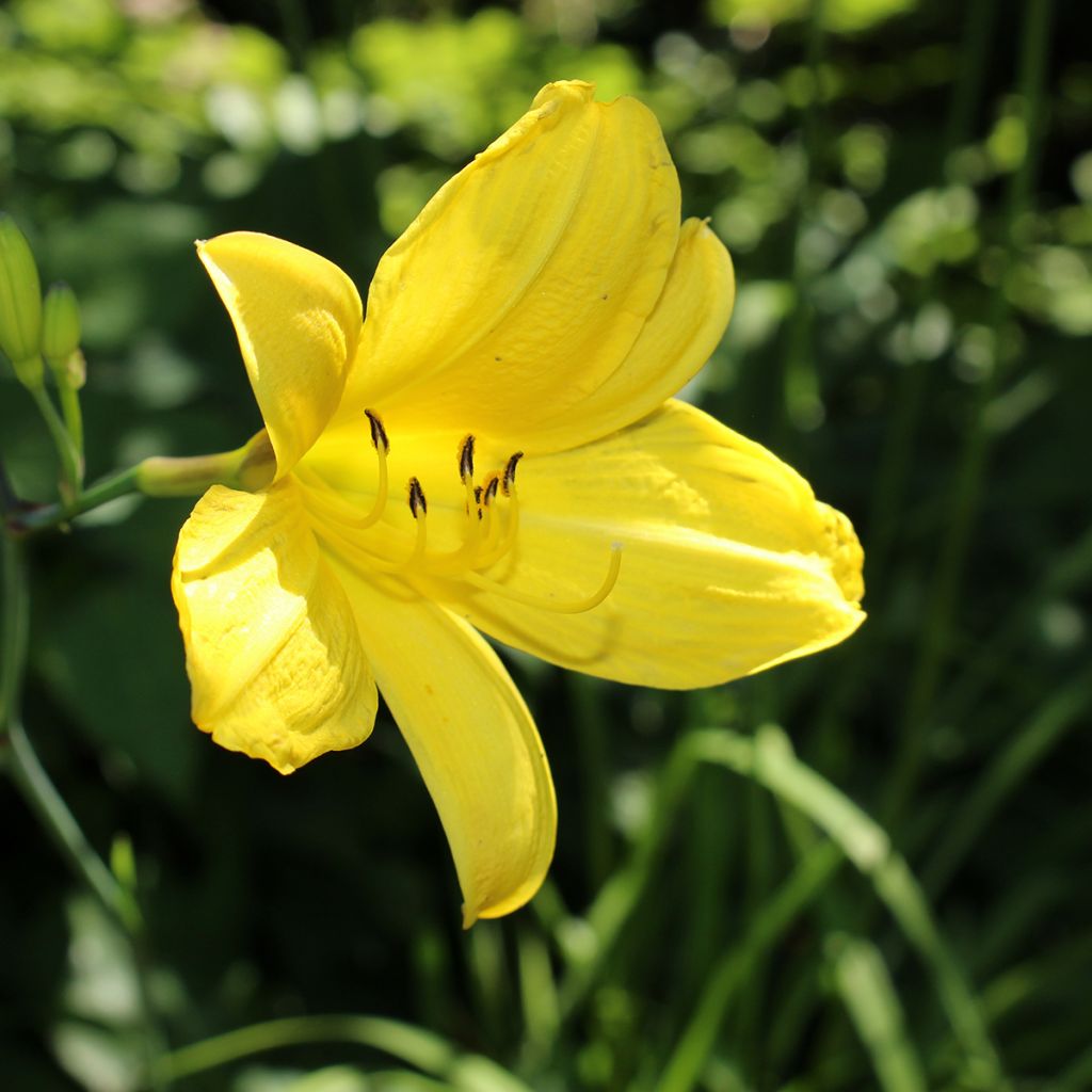 Hémérocalle Corky - Lis d'un jour