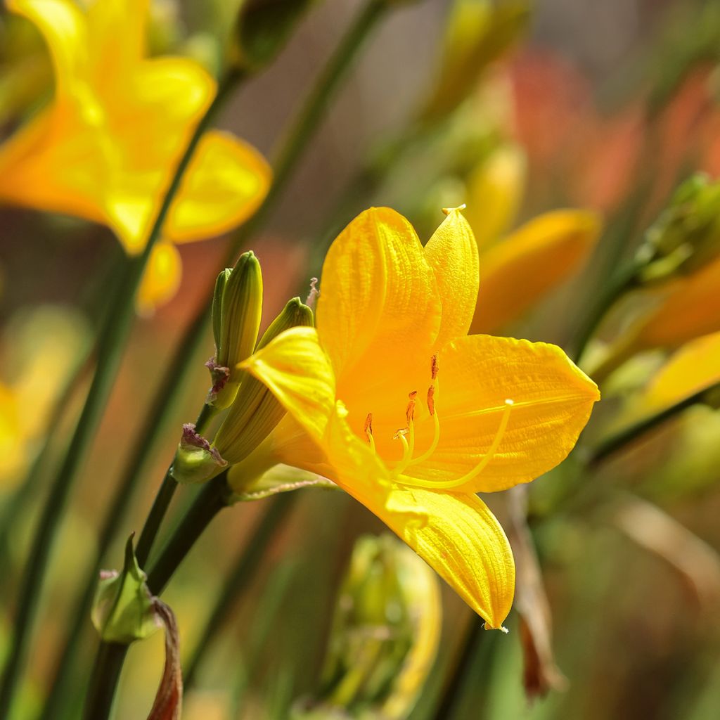 Hémérocalle Corky - Lis d'un jour