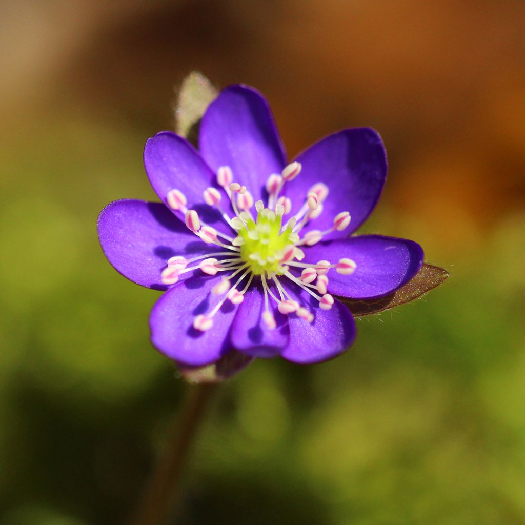 Hepatica nobilis Purple Forest - Anémone hépatique