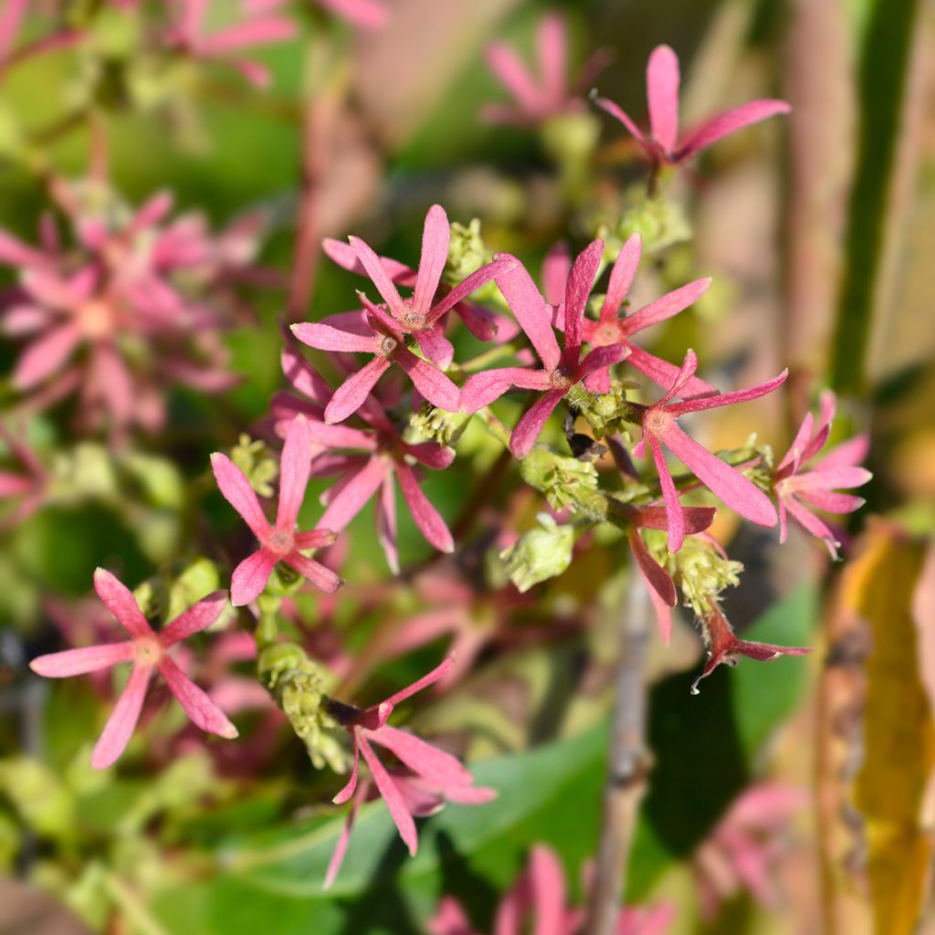 Heptacodium miconioides Tianshan - Arbre aux 7 fleurs