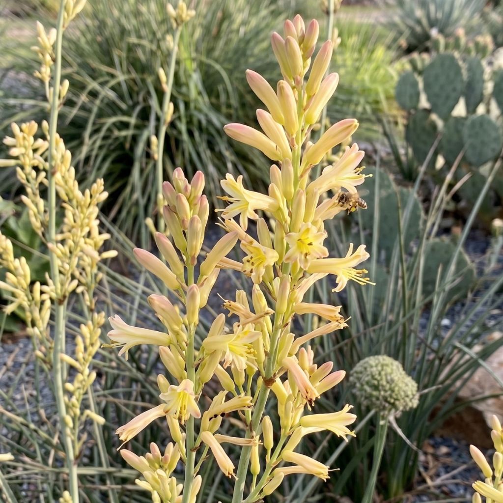 Hesperaloe parviflora Arizona Sunrise - Yucca rouge