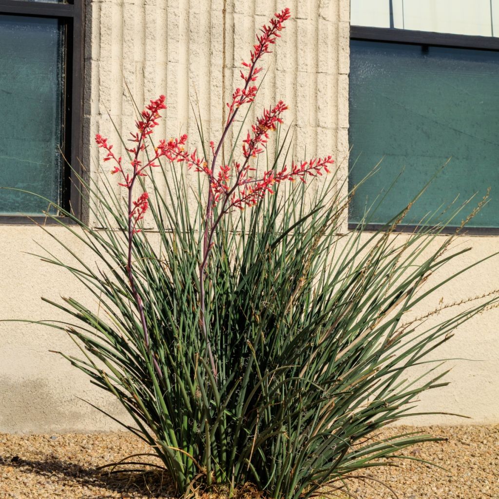 Hesperaloe parviflora Arizona Sunrise - Yucca rouge