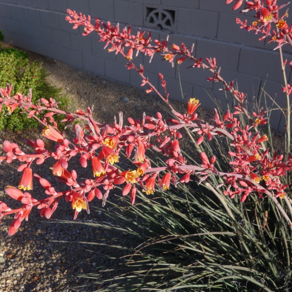 Hesperaloe parviflora Arizona Sunrise - Yucca rouge