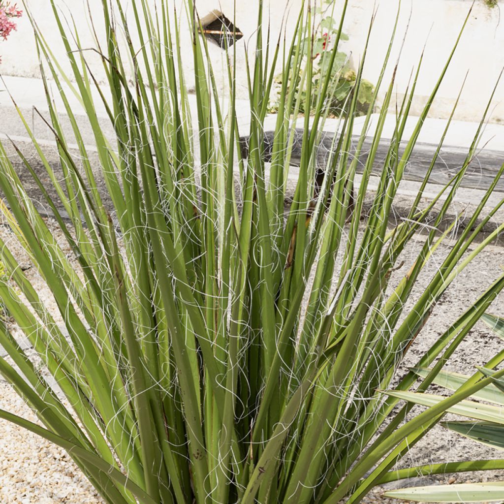 Hesperaloe parviflora Yellow Sun - Yucca rouge