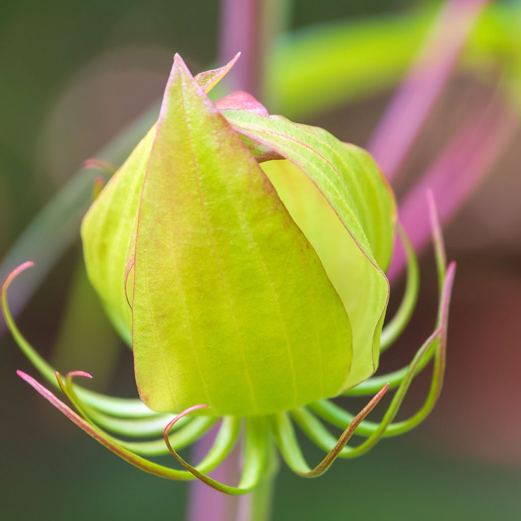 Hibiscus coccineus - Ketmie écarlate - Étoile du Texas.