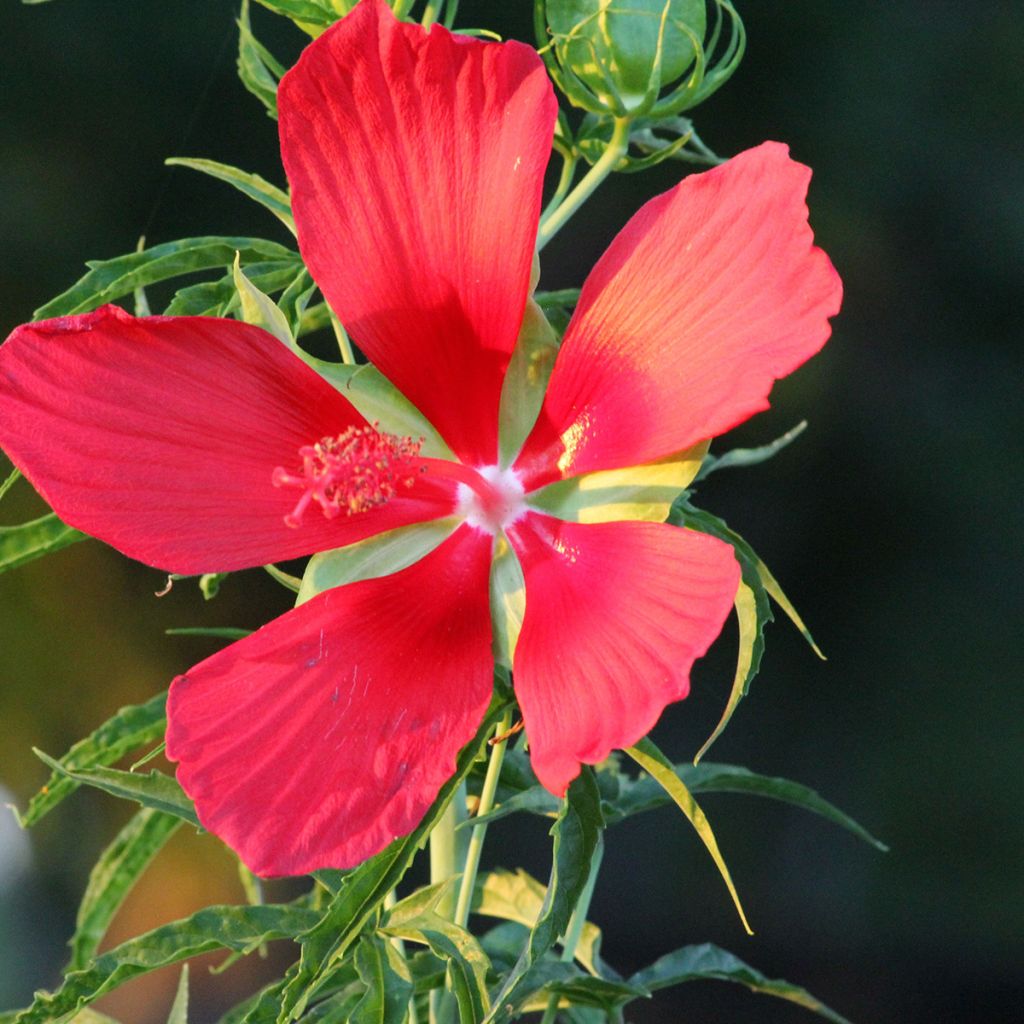 Hibiscus coccineus - Ketmie écarlate - Étoile du Texas.