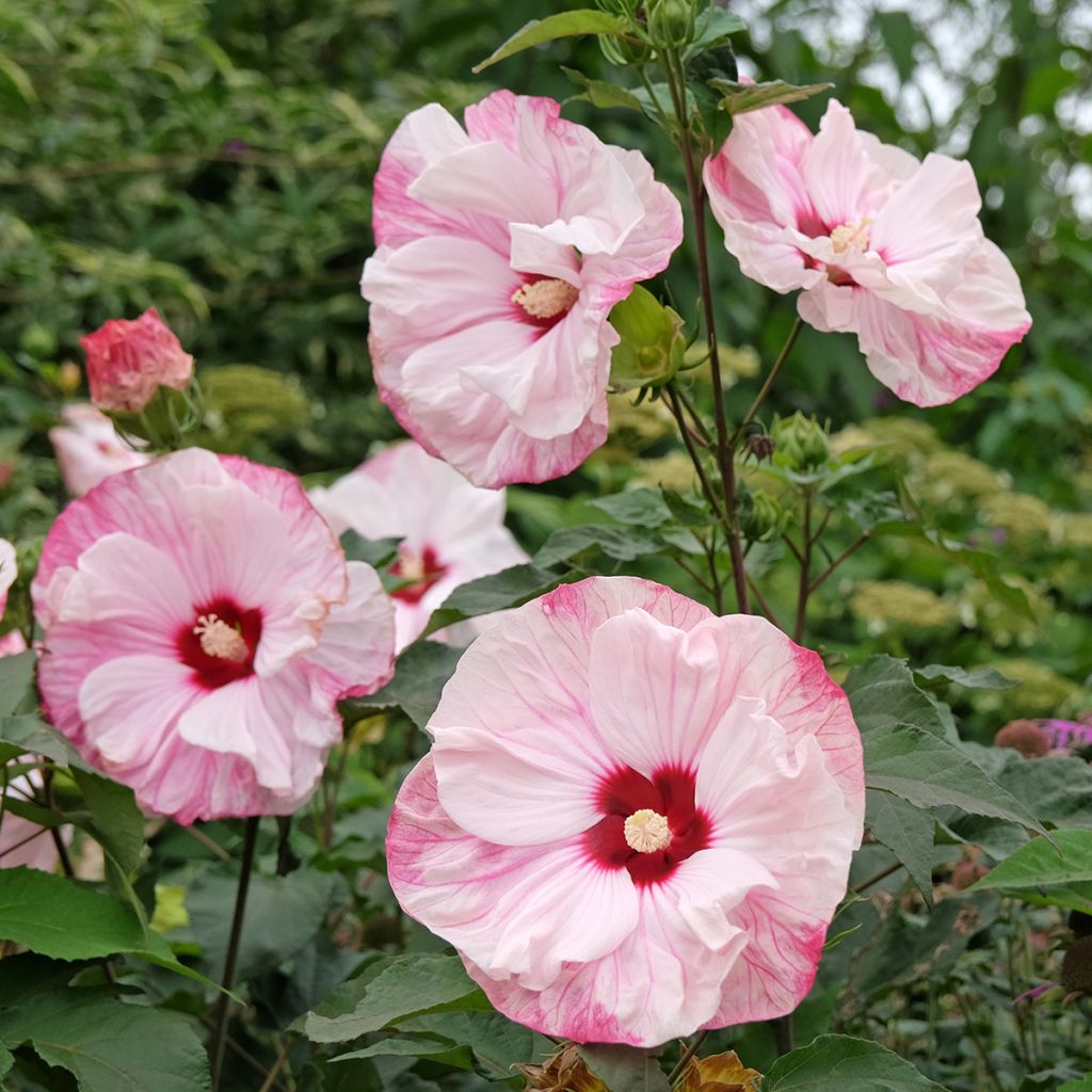Hibiscus moscheutos Cherry Cheesecake - Hibiscus des marais