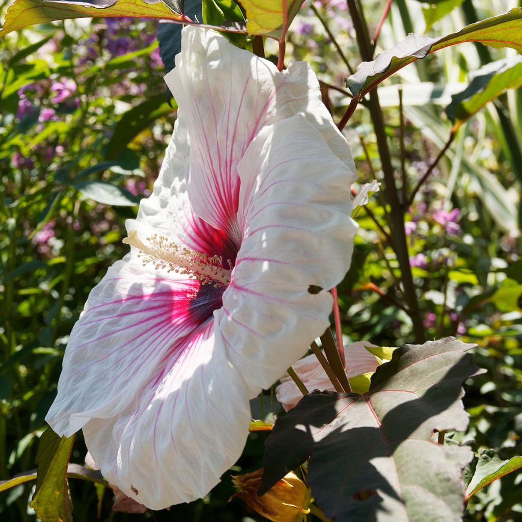 Hibiscus moscheutos Joli Coeur - Hibiscus des marais