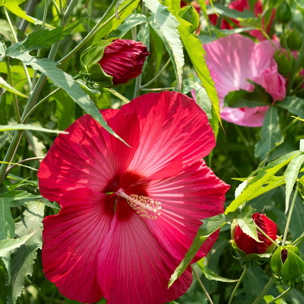Hibiscus moscheutos Rouge