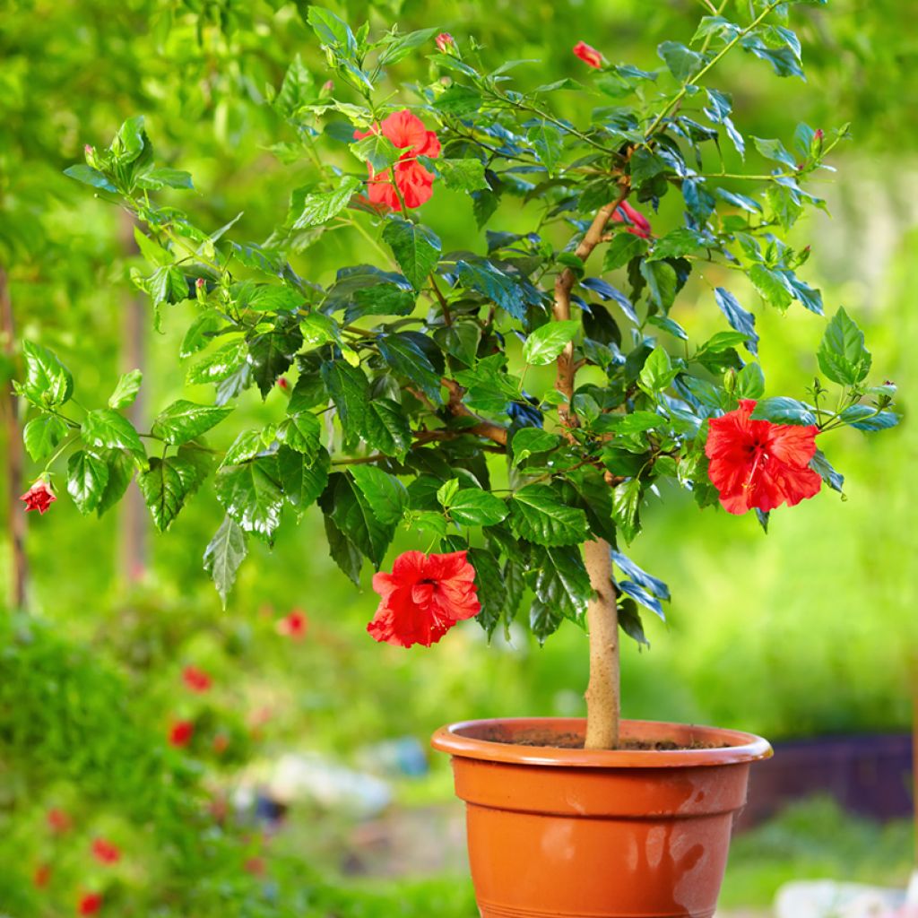 Hibiscus rosa-sinensis - Rose de Chine