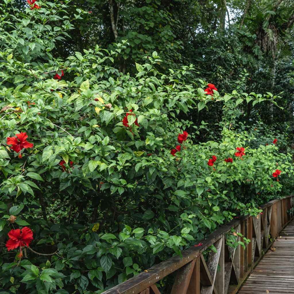 Hibiscus rosa-sinensis - Rose de Chine