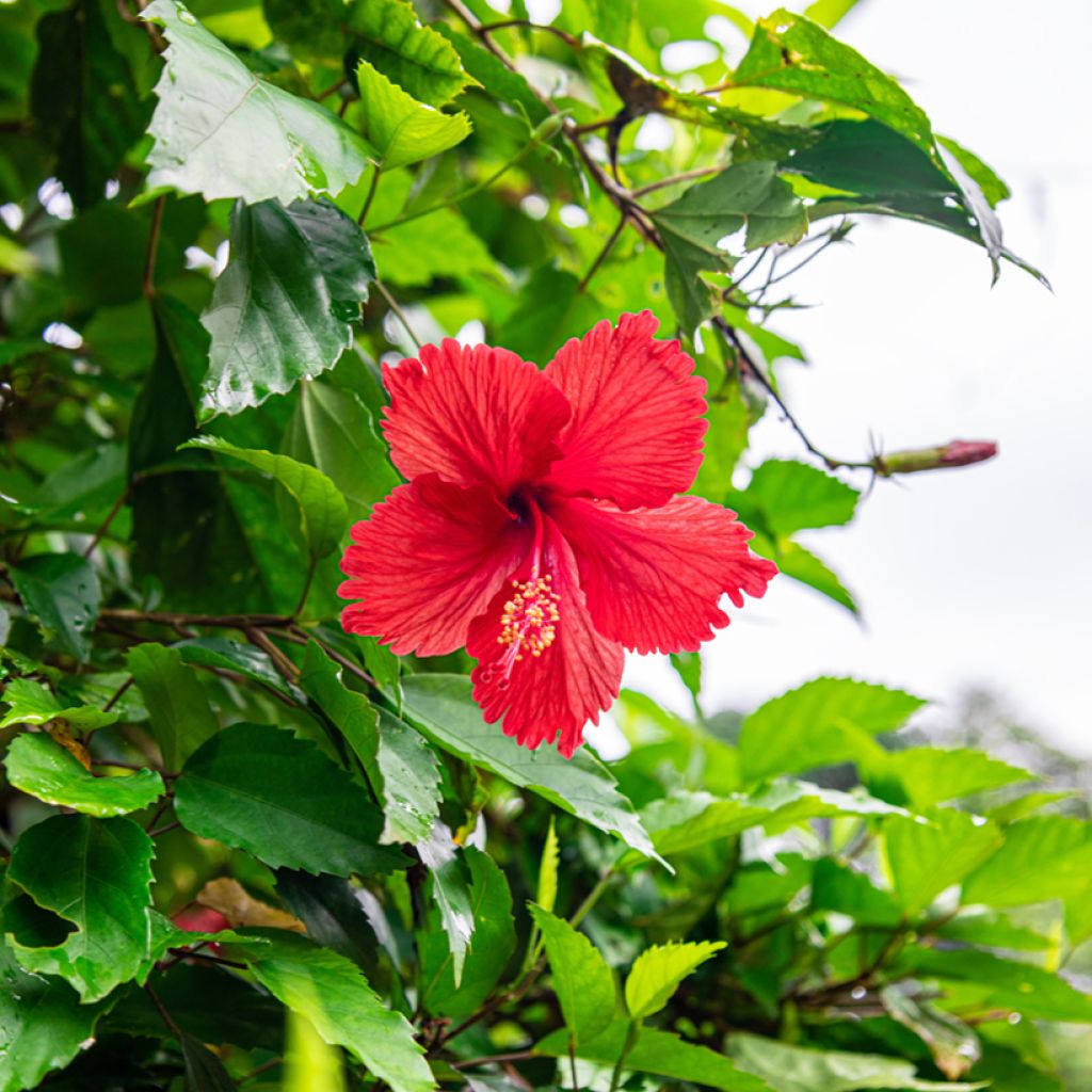 Hibiscus rosa-sinensis - Rose de Chine