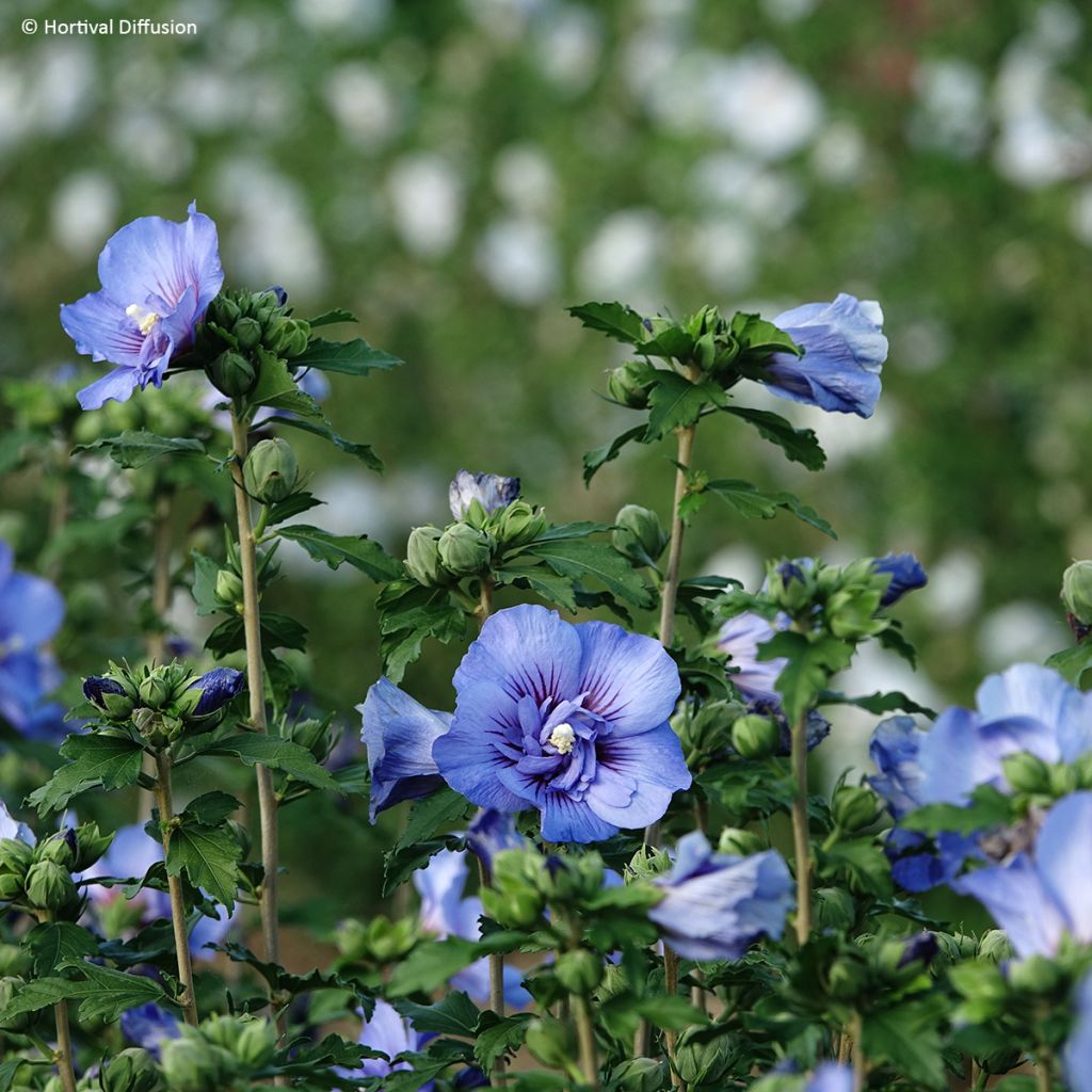 Hibiscus syriacus Beautifull Cobalt - Althéa double