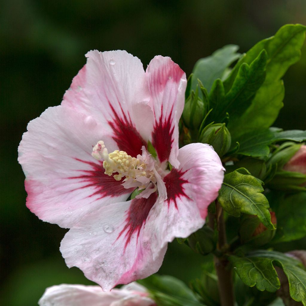Hibiscus syriacus Hamabo - Althéa ou mauve en arbre