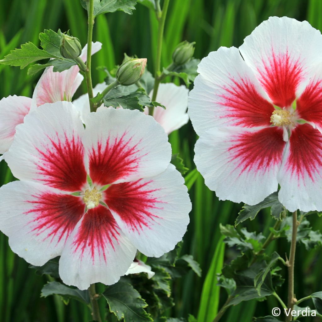 Hibiscus syriacus Hibisa Blanco - Althéa