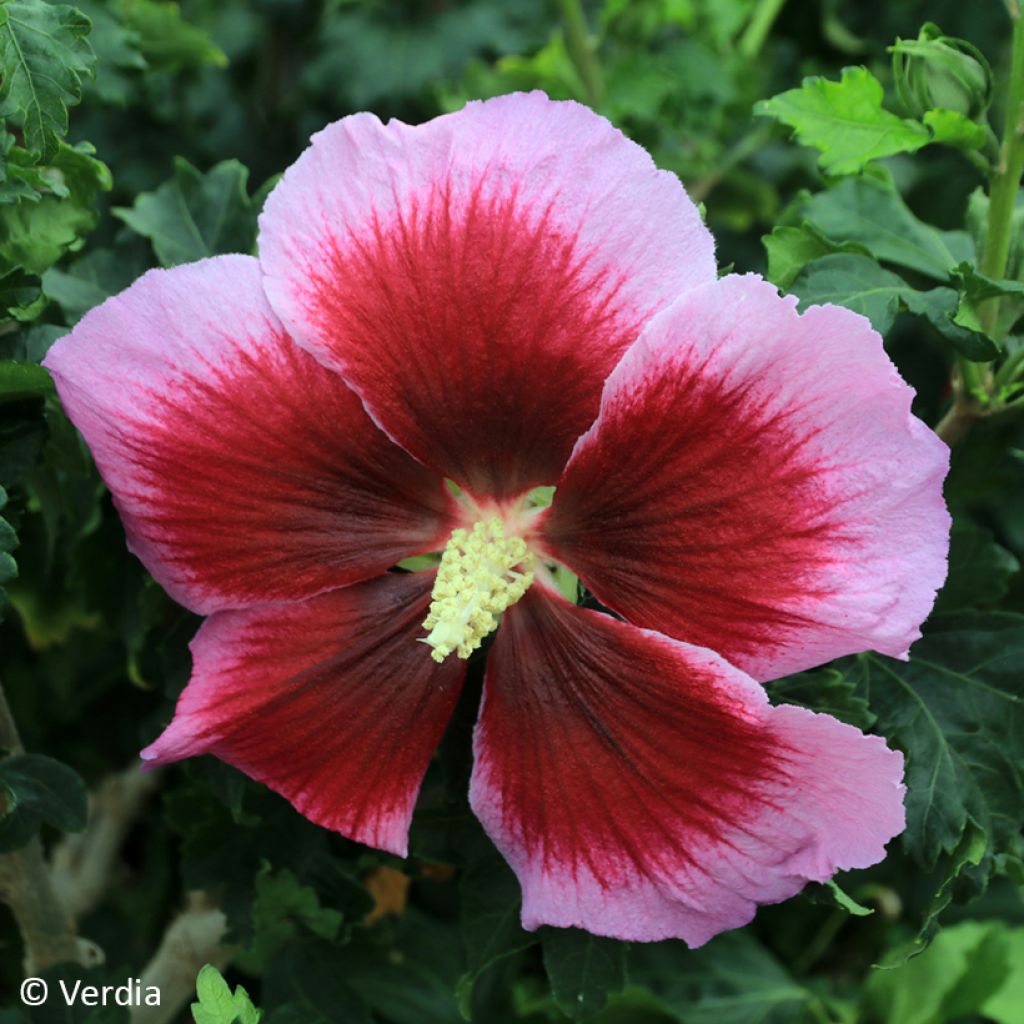 Hibiscus syriacus Hibisa Cocktail - Althéa