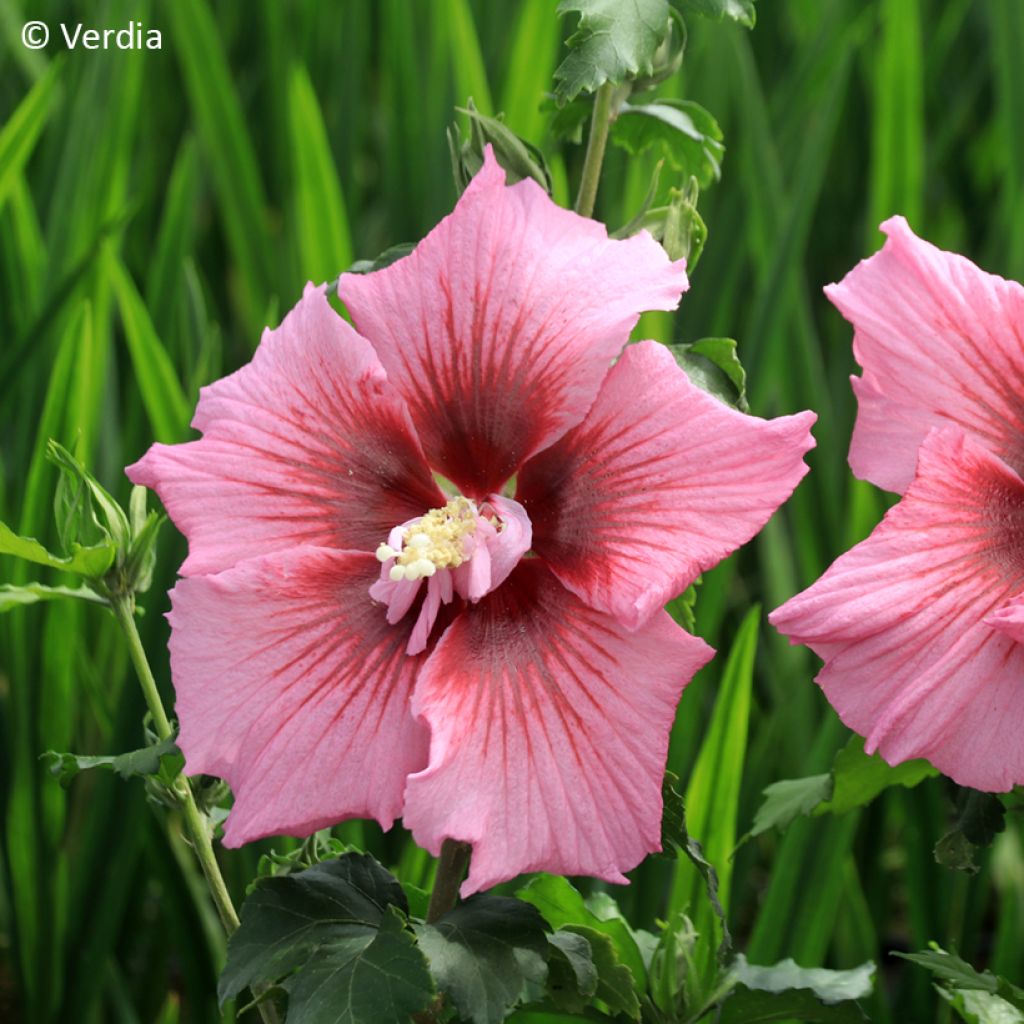 Hibiscus syriacus Hibisa Rosada - Althéa