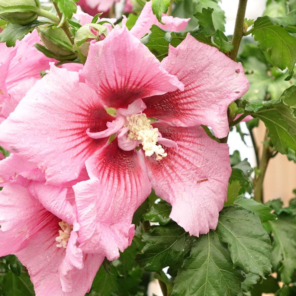 Hibiscus syriacus Hibisa Rosada - Althéa