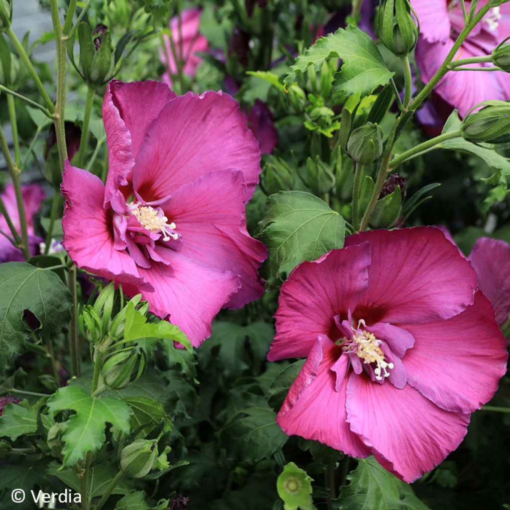 Hibiscus syriacus Hibisa Sangria - Althéa