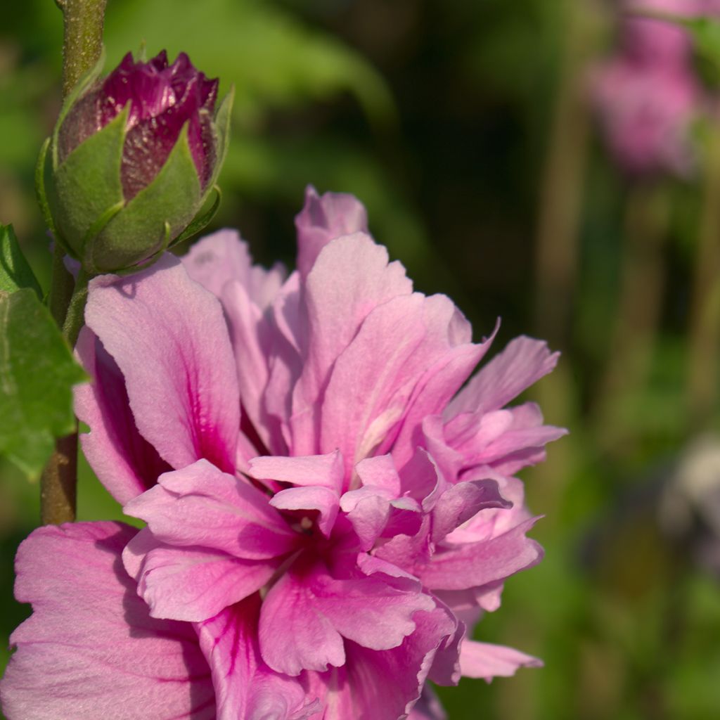 Hibiscus syriacus Magenta Chiffon - Althea double rose pourpre vif