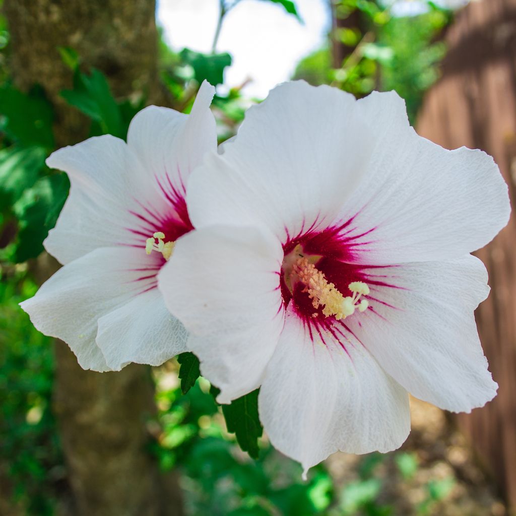 Hibiscus syriacus Red Heart - Mauve en arbre