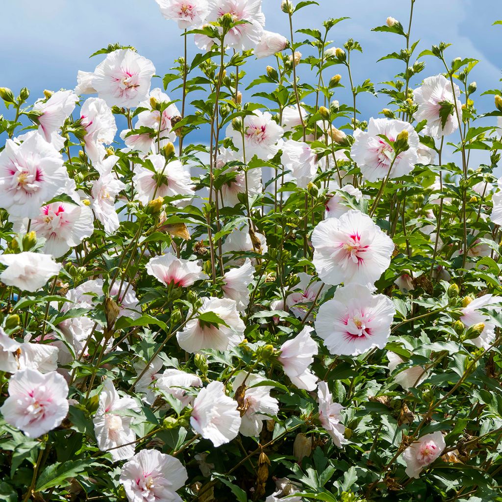 Hibiscus syriacus Starburst Chiffon - Althéa 