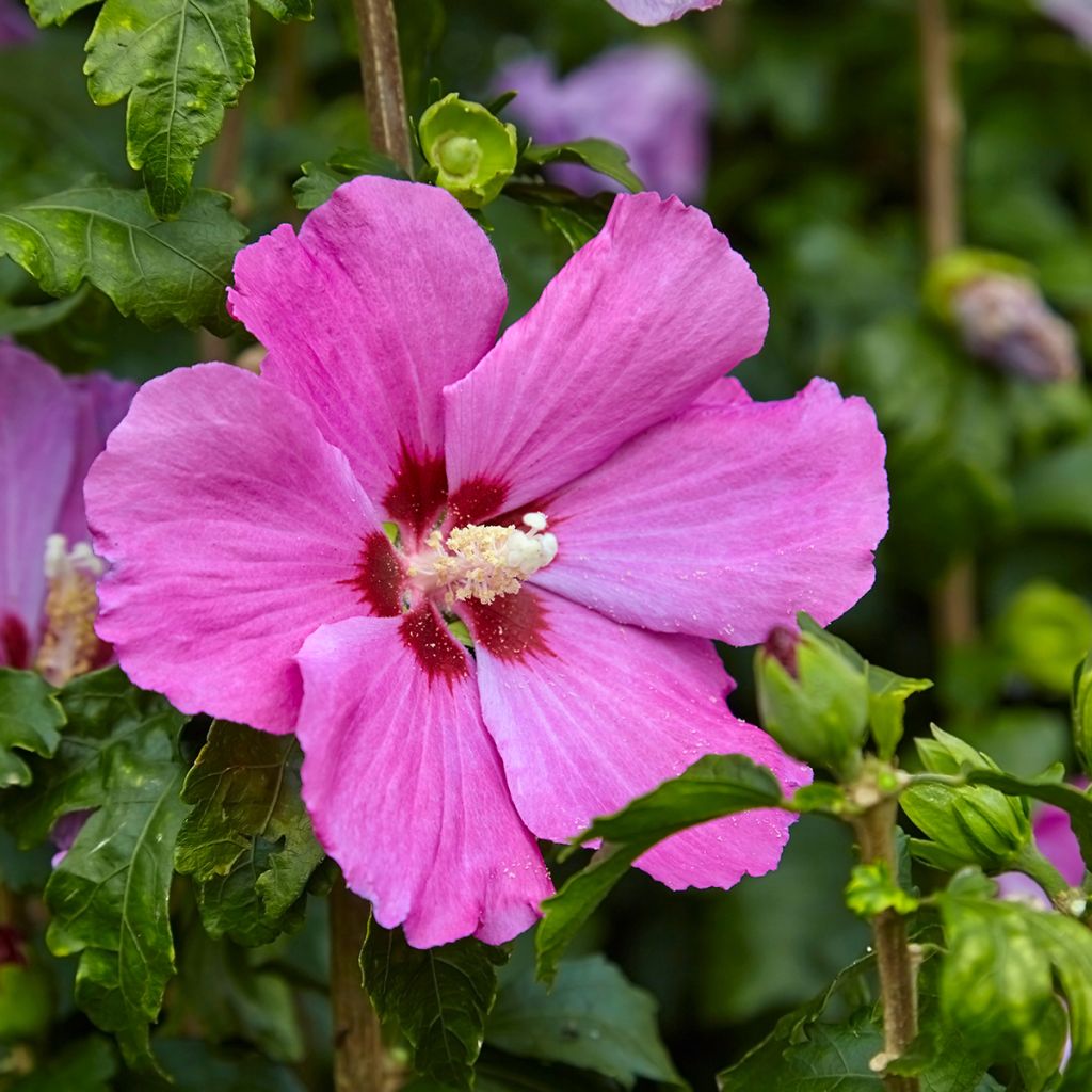Hibiscus Pink Giant - Althéa rose à coeur rouge