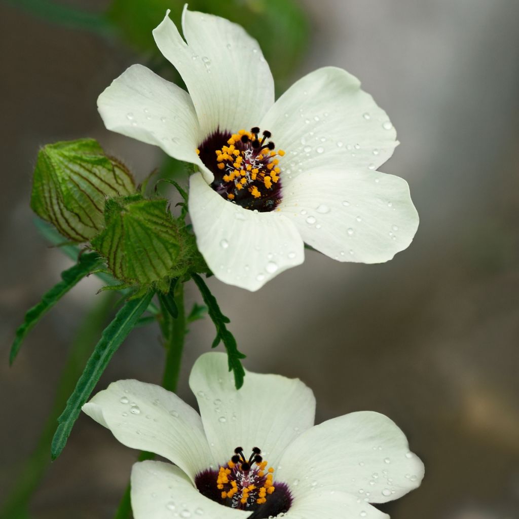 Hibiscus trionum - Ketmie d'Afrique, Fleur d'une heure