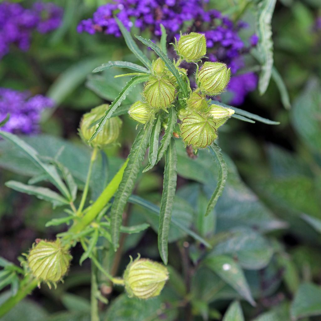 Hibiscus trionum - Ketmie d'Afrique, Fleur d'une heure
