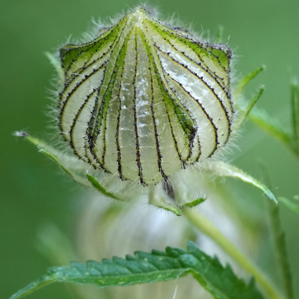 Hibiscus trionum - Ketmie d'Afrique, Fleur d'une heure