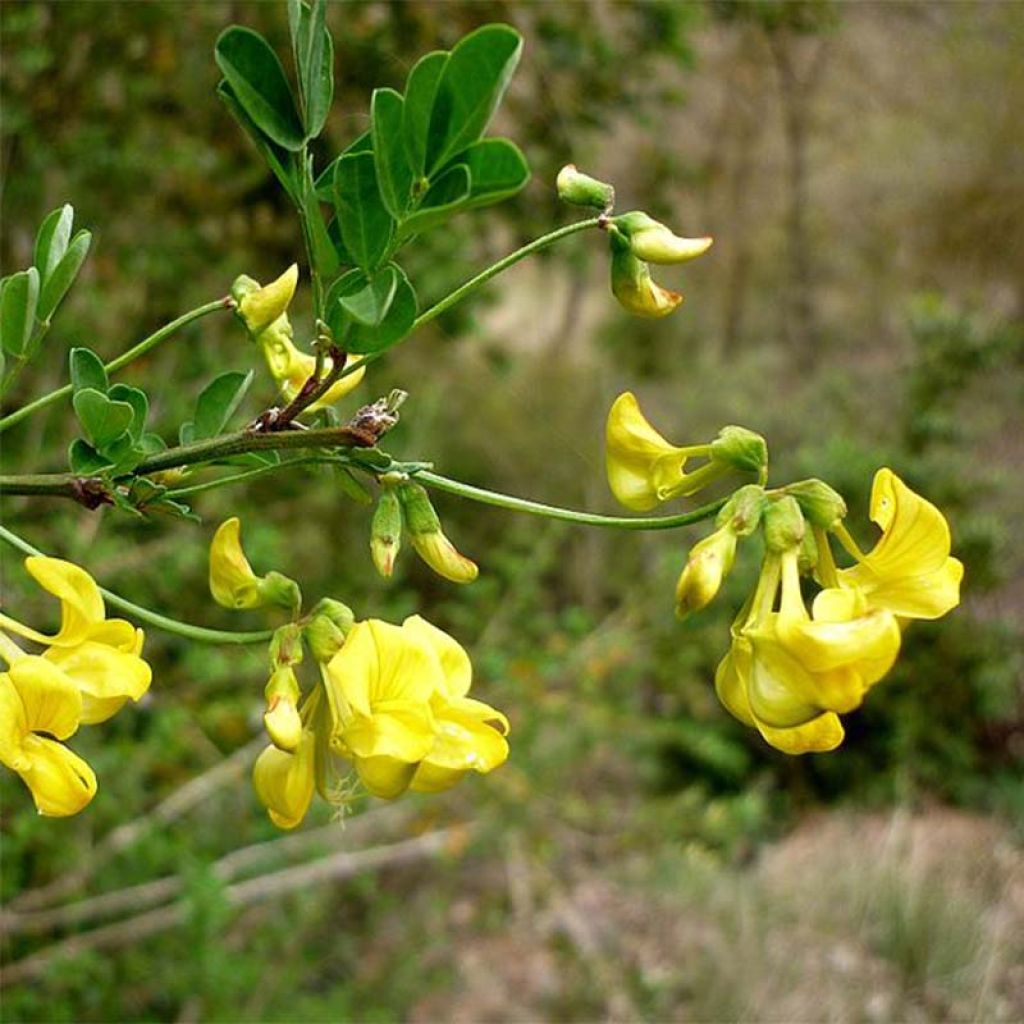 Hippocrepis (Coronilla) emerus - Coronille des jardins.
